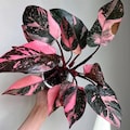 Philodendron black cherry Pink Princess Starter Plant (ALL STARTER PLANTS require you to purchase 2 plants!)