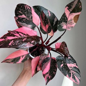 Philodendron Black Cherry Pink Princess Starter Plant (ALL
