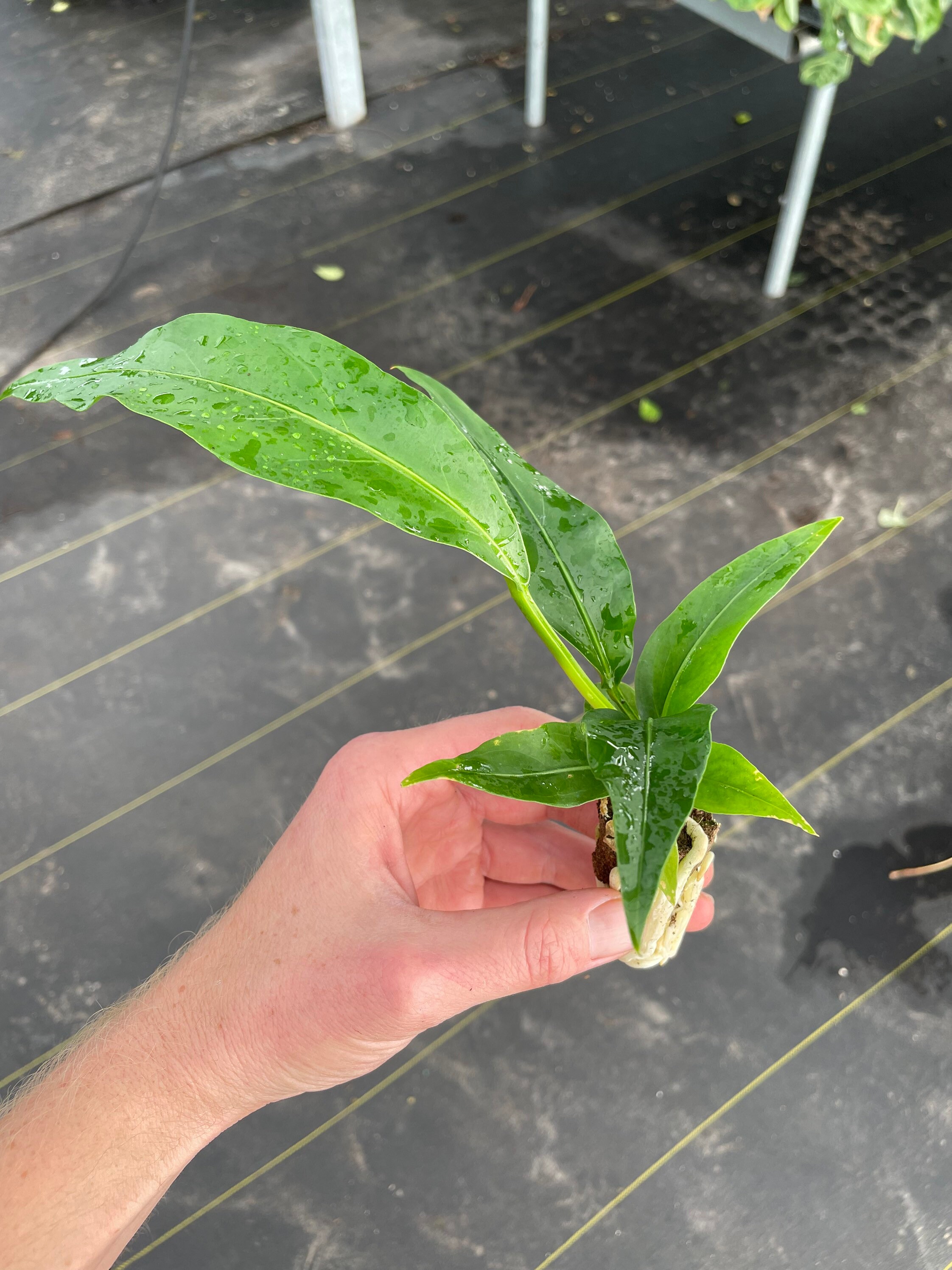 Anthurium Jungle Bush Starter Plant ALL STARTER PLANTS Etsy