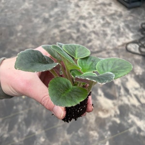 mardi gras madness african violet