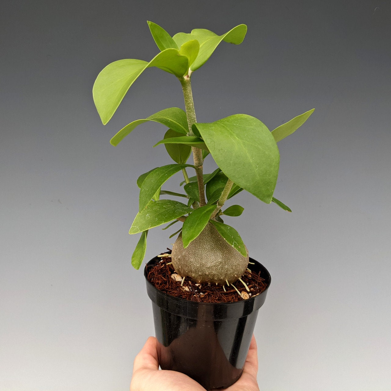 Ant plant (hydnophytum papuanum) starter plant (ALL Starter PLANTS require you to purchase 2 plants!)