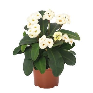 May include: A potted plant with white flowers and dark green leaves. The plant is in a brown pot. The flowers have yellow centers. The plant is set against a white background.