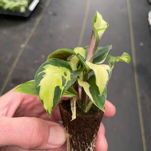 Calathea yellow fusion starter plant ALL STARTER PLANTS require you to purchase 2 plants zdjęcie 4