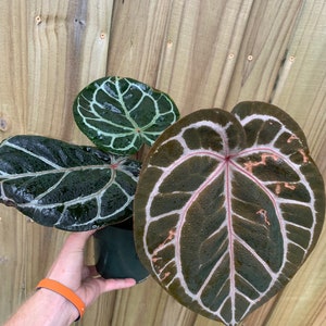 Anthurium Michelle x magnificum - Etsy 日本
