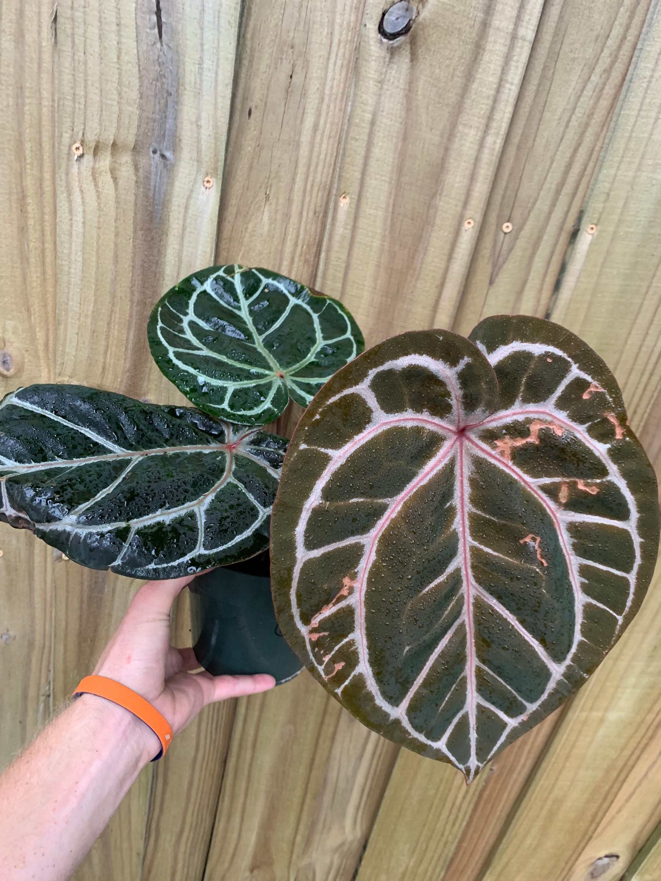 Anthurium Michelle x magnificum - Etsy 日本 Anthurium Michelle x magnificum - Etsy 日本