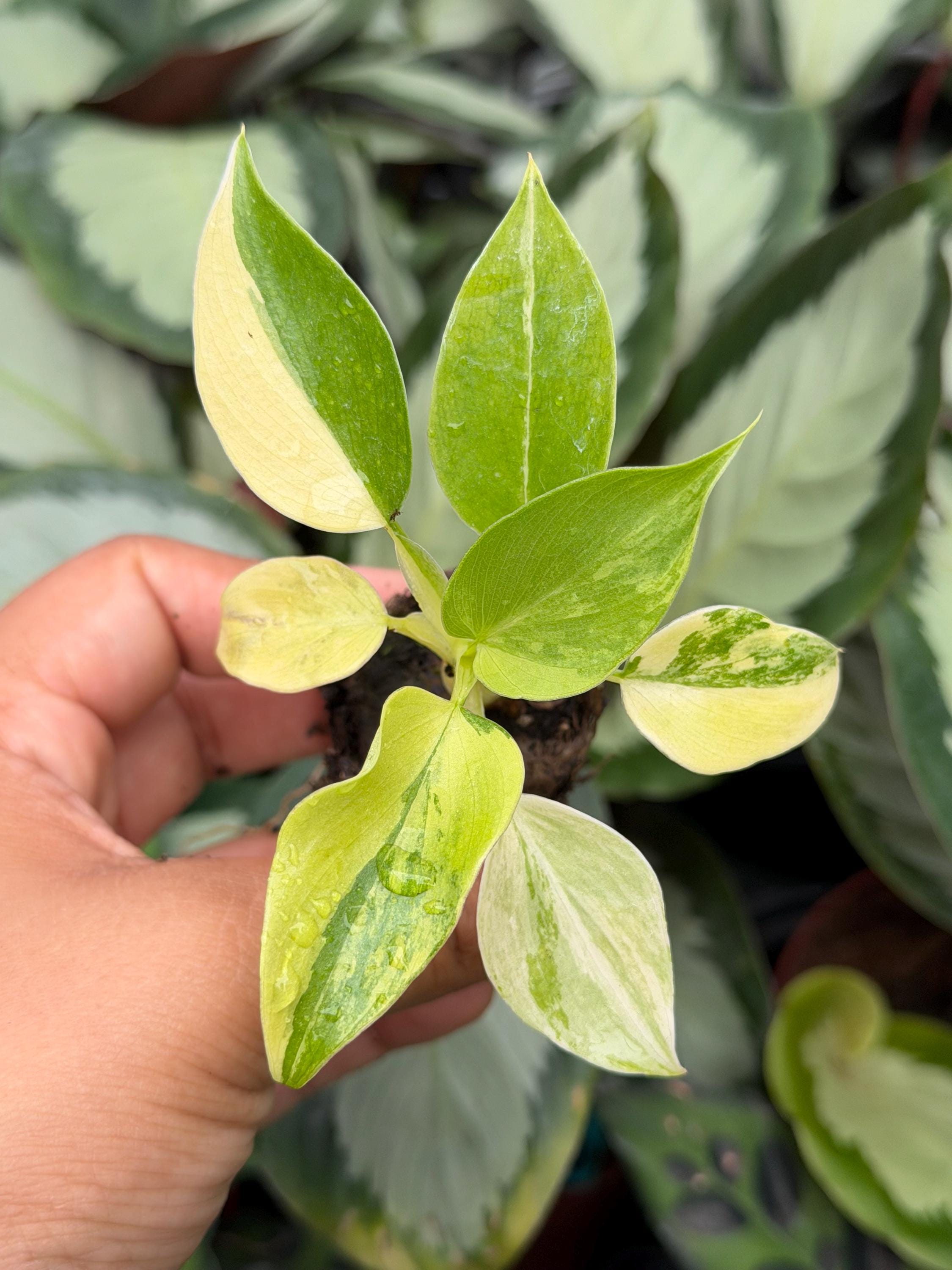 その他観葉植物 Philodendron warscewiczii Variegata Philodendron warscewiczii Variegata 【公式通販】