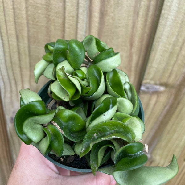 4” Hoya compacta (Hindu rope) (ALL PLANTS require you to purchase 2 plants!)