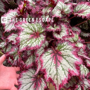 Harmonys fire breathing dragon begonia starter plant (ALL STARTER PLANTS require you to purchase 2 plants!)