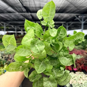 May include: A set of three ceramic nesting bowls in graduating sizes. The bowls feature a speckled, off-white glaze with a slightly textured surface. Each bowl has a rounded shape and a simple, minimalist design.