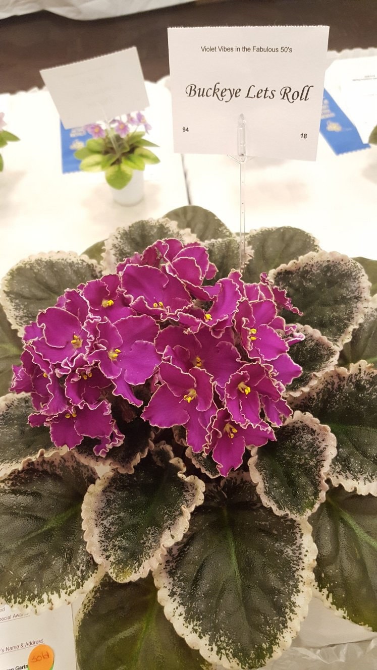 Buckeyes Let's Roll African Violet Starter Plant (ALL Starter