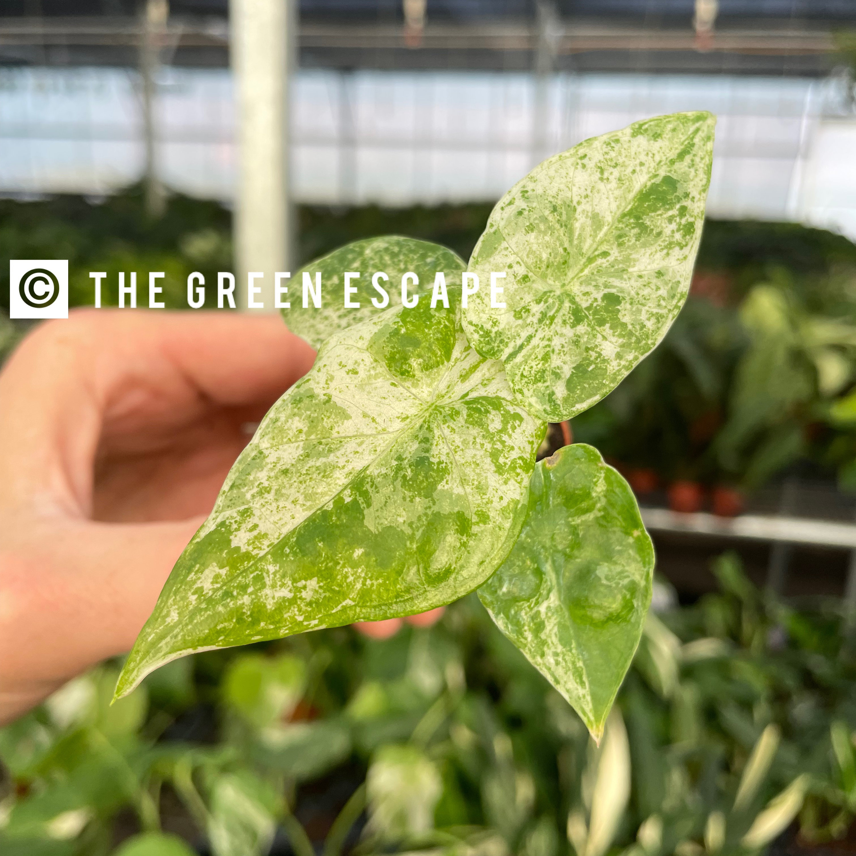 Alocasia Serendipity Variegated Pink - Etsy Alocasia Serendipity Variegated Pink - Etsy