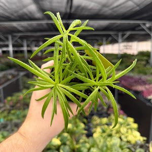 ficus plant seeds Ficus hispida | Hairy Fig