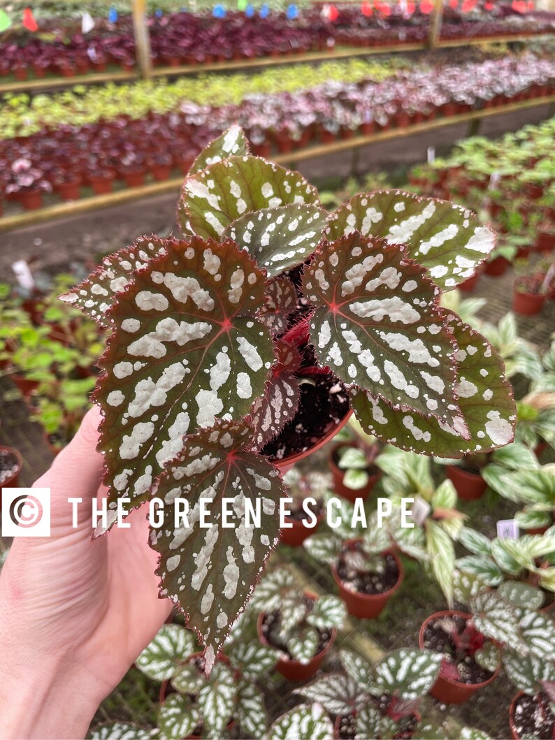 TheGreenEscape Begonia Betsy - Thumbnail 3
