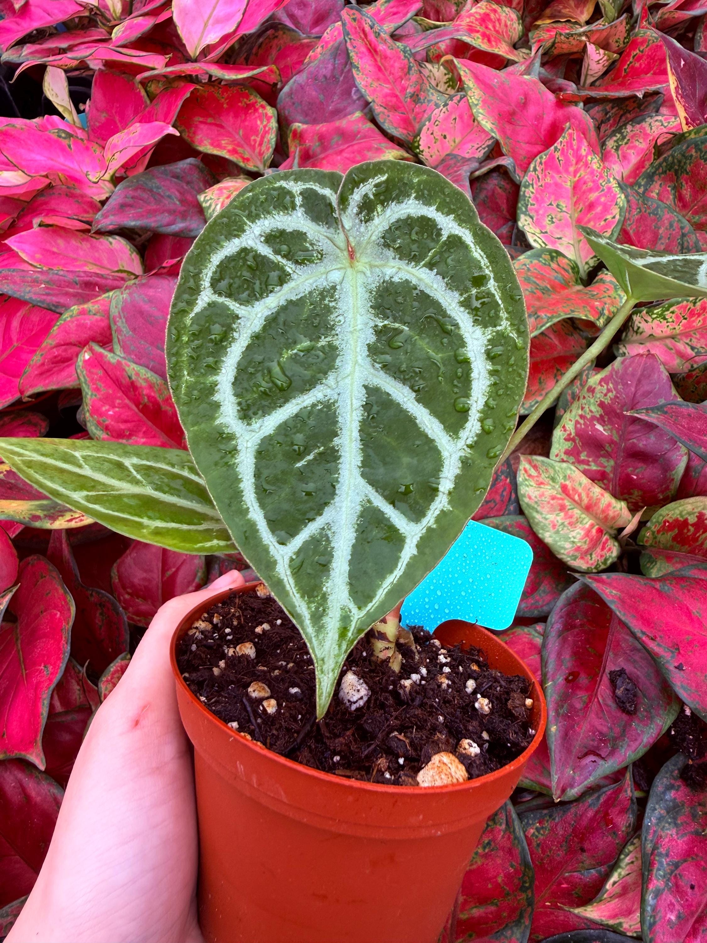 Anthurium Luxurians X Magnificum - Etsy