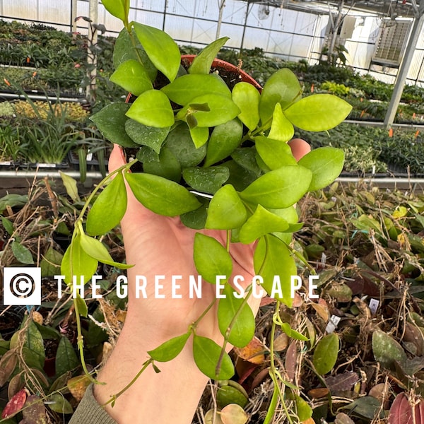 Hoya heuschkeliana 4” pot (ALL PLANTS require you to purchase 2 plants!)