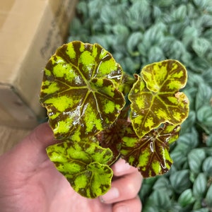 Begonia Rex zumba Starter Plant ALL STARTER PLANTS require you to purchase 2 plants image 2