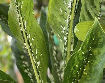 Dieffenbachia crocodile Starter Plant (ALL STARTER PLANTS require you to purchase 2 plants!)