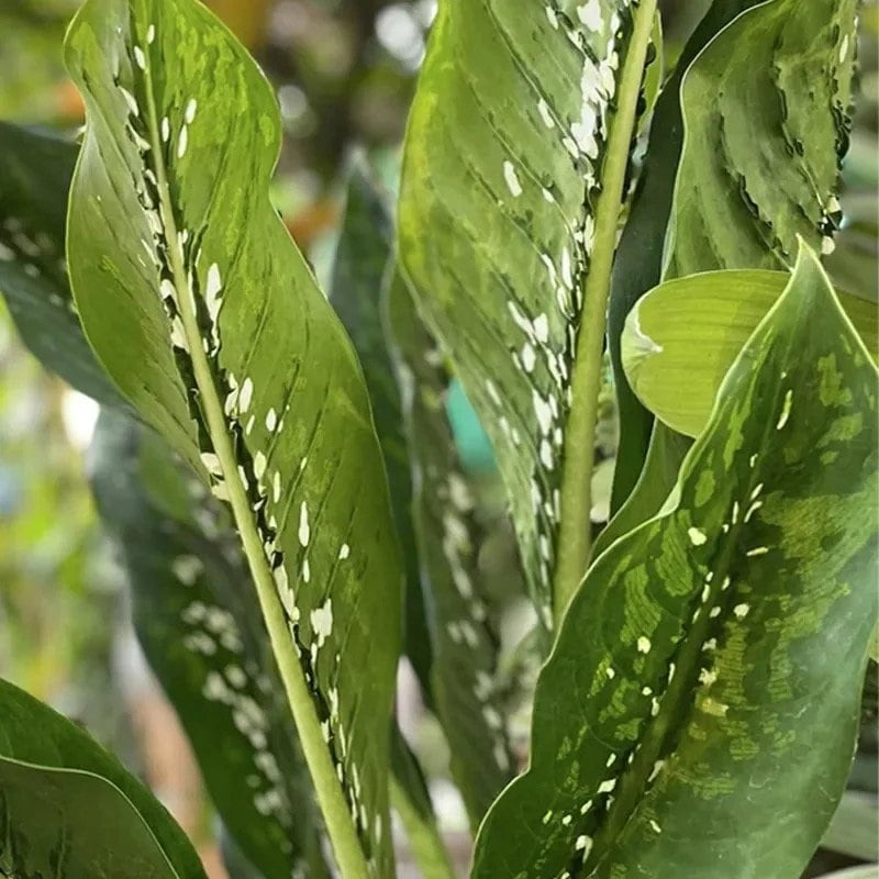 Dieffenbachia Crocodile Starter Plant (ALL STARTER PLANTS Require You to  Purchase 2 Plants!) - Etsy