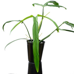 philodendron holtonianum Starter Plant (ALL STARTER PLANTS require you to purchase 2 plants!)