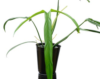 philodendron holtonianum Starter Plant (ALL STARTER PLANTS require you to purchase 2 plants!)