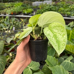 Scindapsus silver satin 4” pot (ALL PLANTS require you to purchase 2 plants!) image 6