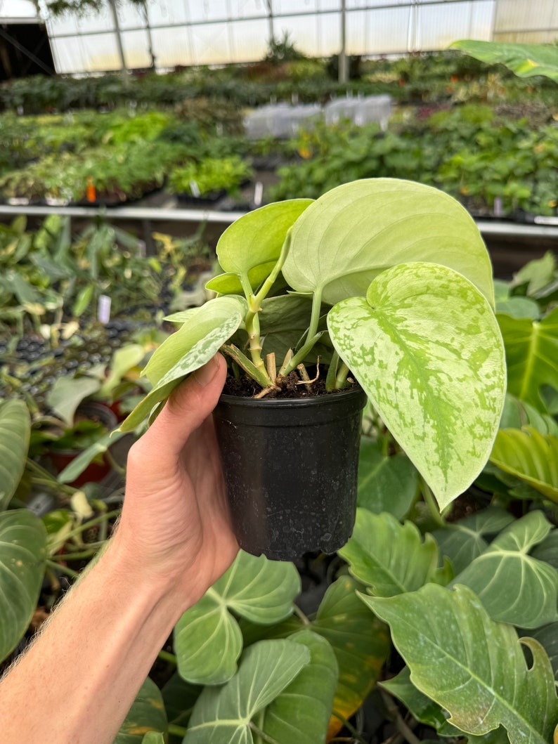 Scindapsus silver satin 4” pot (ALL PLANTS require you to purchase 2 plants!) image 6