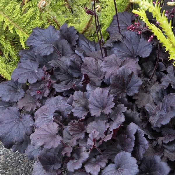 Heuchera dark knight Starter Plant (ALL STARTER PLANTS require you to purchase 2 plants!)