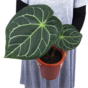 Anthurium magnificum (Indonesia origin) Starter Plant (ALL STARTER PLANTS require you to purchase 2 plants!)