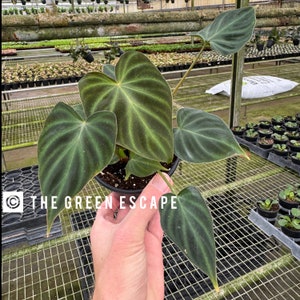 Philodendron Verrucusom  4” pot (ALL PLANTS require you to purchase 2 plants!)