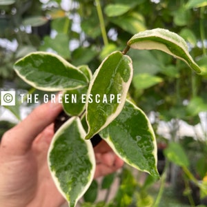 Hoya Carnosa albomarginata 2” pot (ALL PLANTS require you to purchase 2 plants!)