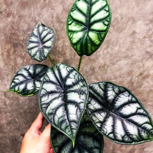 Alocasia Dragon moon “ melo x silver dragon” Starter Plant (ALL STARTER PLANTS require you to purchase 2 plants!)