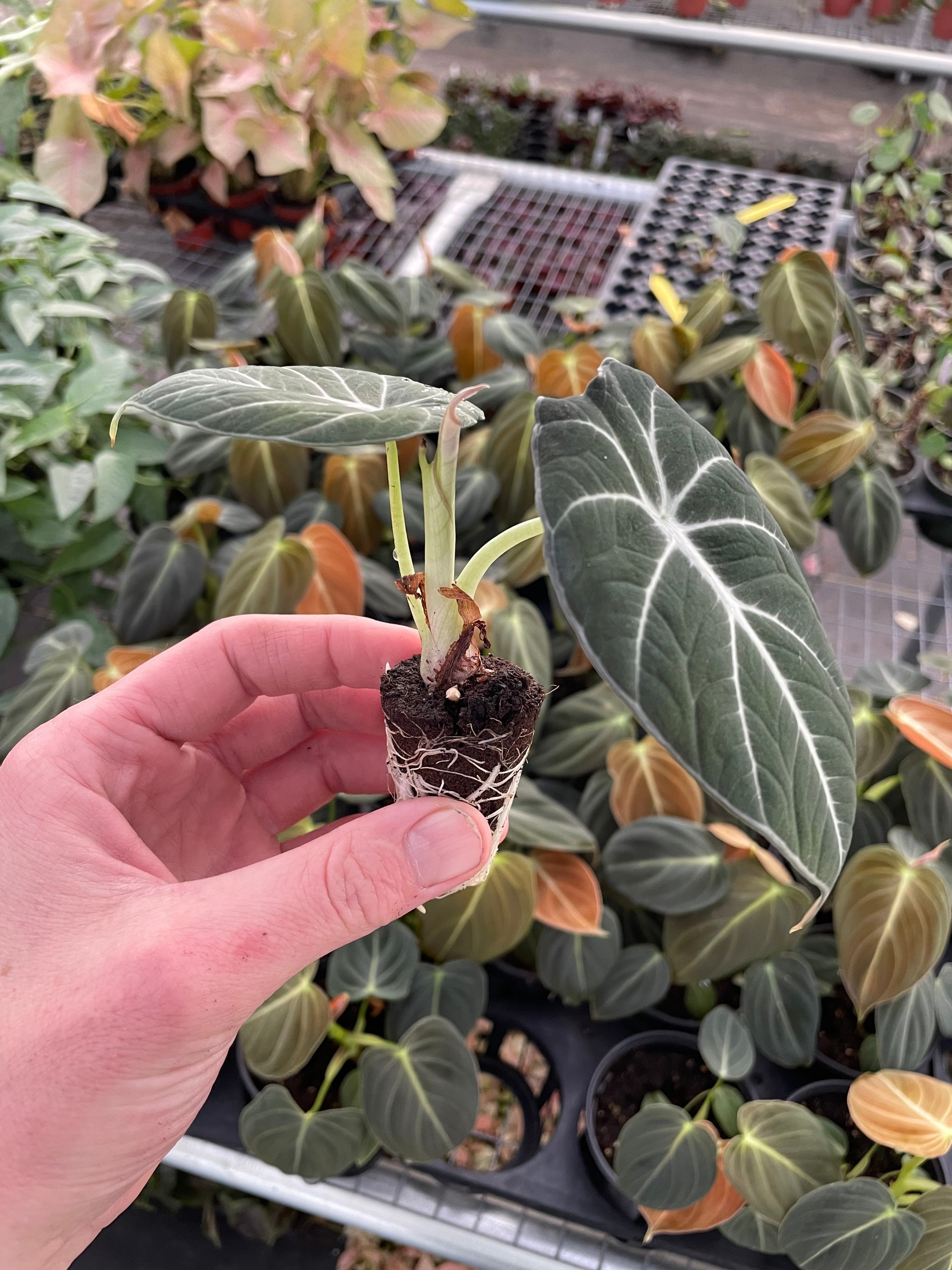 Alocasia Black Velvet “reginula” Starter Plant (ALL STARTER PLANTS