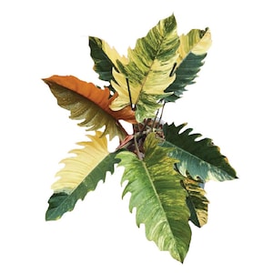 May include: A top-down view of a tropical plant with large, variegated leaves. The leaves display a mix of colors, including green, yellow, and orange. The edges of the leaves have a jagged, serrated appearance, adding to the plant's unique texture.