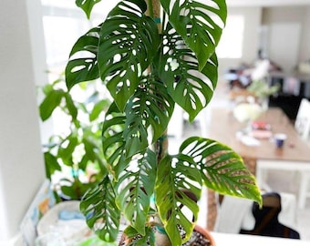 Monstera laniata “double windows” Starter Plant (ALL STARTER PLANTS require you to purchase 2 plants!)
