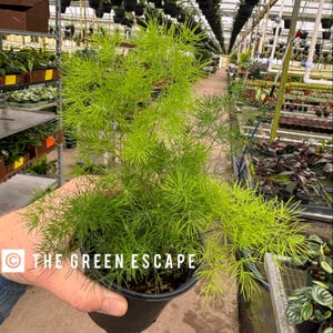 May include: A vibrant green plant with delicate, needle-like foliage, potted in a black container. The plant is held in a hand, with the text "THE GREEN ESCAPE" visible. The background shows a greenhouse setting with other plants.