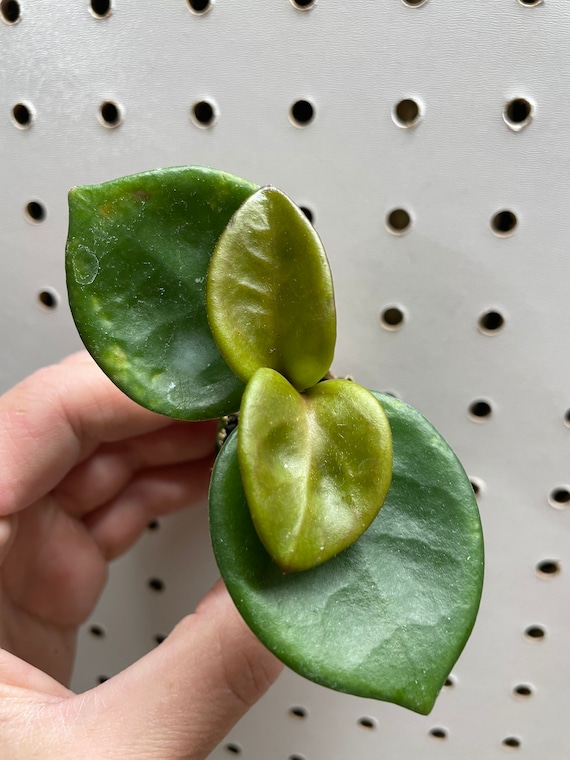 その他観葉植物 Hoya Carnosa 'Amore' Hoya carnosa 'Amore' - Gabriella Plants