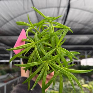 Peperomia Green Bean - Etsy