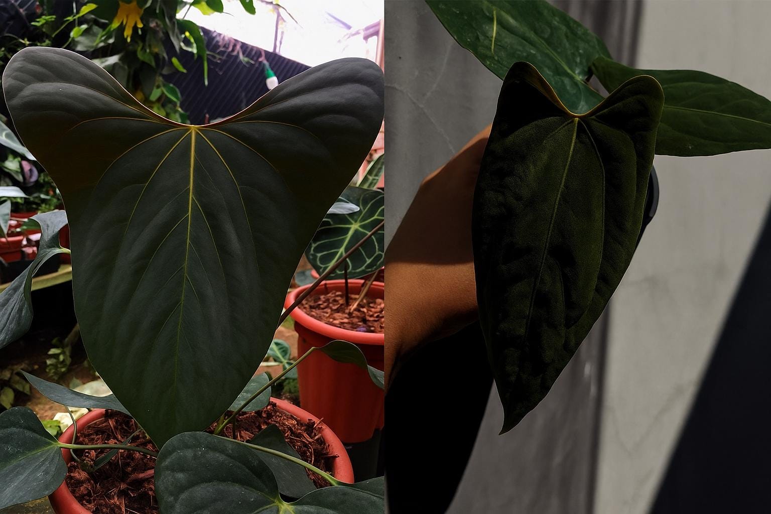 Seed Grown Anthurium Black Sweet X Fort Sherman Starter Plant (ALL