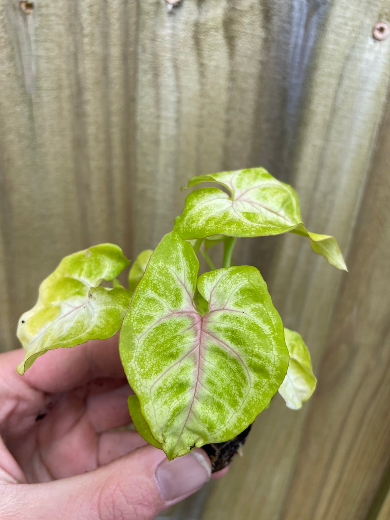 TheGreenEscape Syngonium Gold Allusion Plant - Thumbnail 5