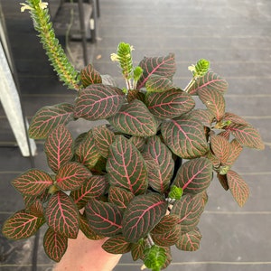 Red fittonia nerve plant 4 pot ALL PLANTS require you to purchase 2 plants image 1