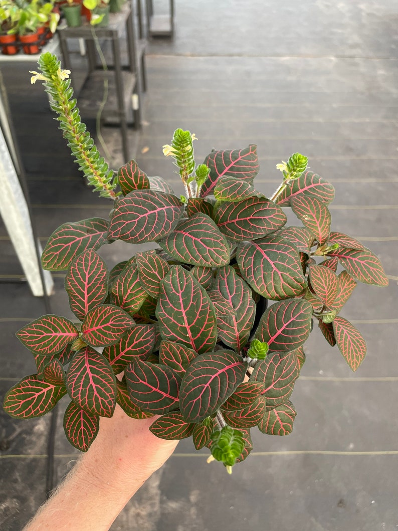 Red fittonia nerve plant 4 pot ALL PLANTS require you to purchase 2 plants image 1