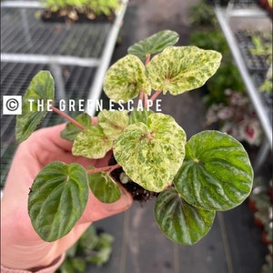Variegated Peperomia Freckles Starter Plant (ALL STARTER PLANTS require you to purchase 2 plants!)