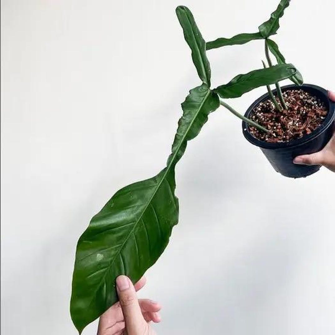 Philodendron Joepii Starter Plant (ALL STARTER PLANTS Require You