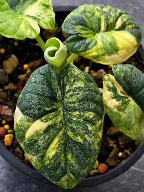 Alocasia Melo Aurea - Etsy