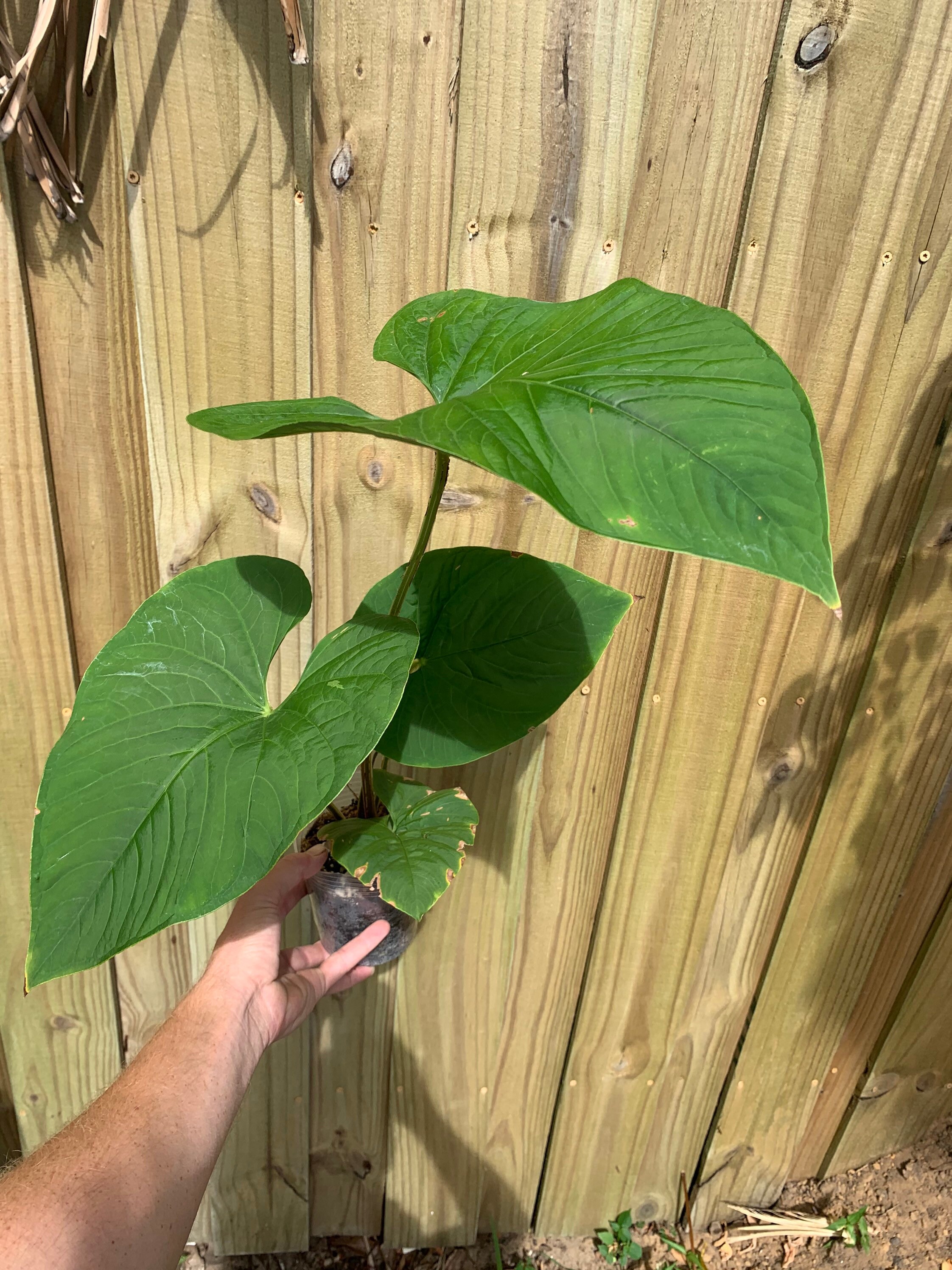 Anthurium rubrinervium - Etsy 日本