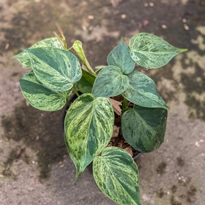 Philodendron Hederaceum Variegated Starter Plant (ALL STARTER PLANTS  Require You to Purchase 2 Plants!) - Etsy