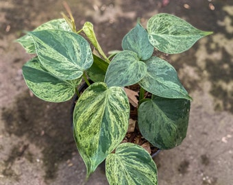 Philodendron hederaceum variegated Starter Plant (ALL STARTER PLANTS require you to purchase 2 plants!)