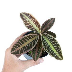 Labisia .sp riau fishbone Starter Plant (ALL STARTER PLANTS require you to purchase 2 plants!)