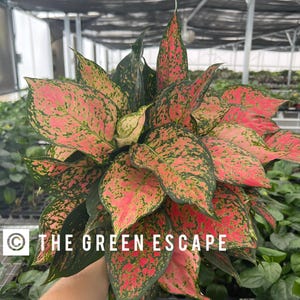 May include: Close-up of a vibrant Aglaonema plant with large, colorful leaves. The leaves display a mix of pink, green, and dark green hues. The text "THE GREEN ESCAPE" is visible in the lower left corner.