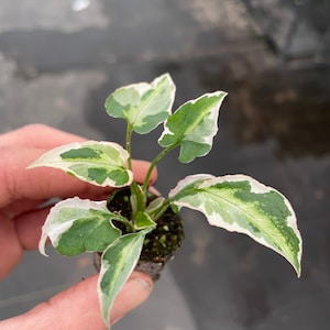 Syngonium Starlite Starter Plant ALL STARTER PLANTS require you to purchase 2 plants image 3
